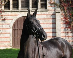 broodmare Louisa 51 (Trakehner, 2011, from Kronprinz)