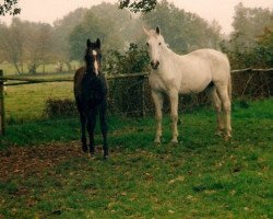 broodmare These (Holsteiner, 1981, from Capitano)