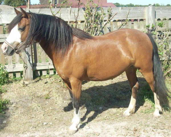 Pferd Razzle (Welsh-Cob (Sek. C), 2007, von Fronarth Bellamy)