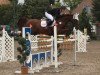 jumper Twilight 27 (Oldenburg show jumper, 2005, from Forsyth)