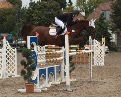 jumper Twilight 27 (Oldenburg show jumper, 2005, from Forsyth)