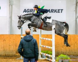 Springpferd C-Eckhardt (Finnisches Warmblut, 2010, von ST Cacey 150 FIN)