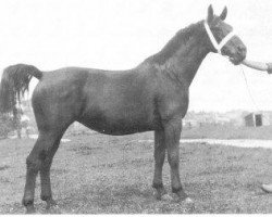 broodmare Asijgje (Gelderland, 1936, from Ebert)