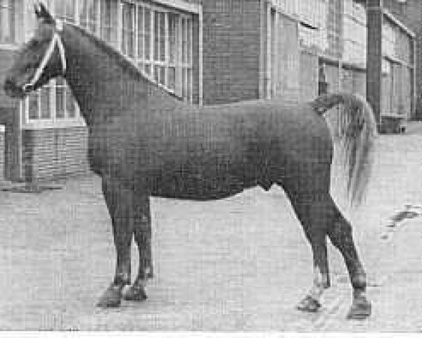 stallion Nadonis (Gelderland, 1949, from Zadonis)
