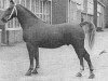 stallion Nadonis (Gelderland, 1949, from Zadonis)