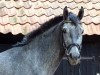 dressage horse Shiva (Oldenburg, 2011, from Swarovski)