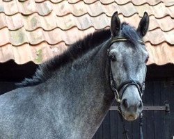 dressage horse Shiva (Oldenburg, 2011, from Swarovski)