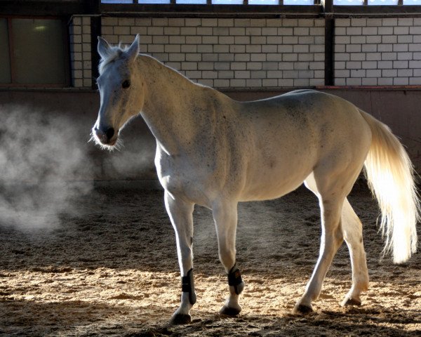 horse Geraldine 131 (Hanoverian, 1994, from Graf Remus)