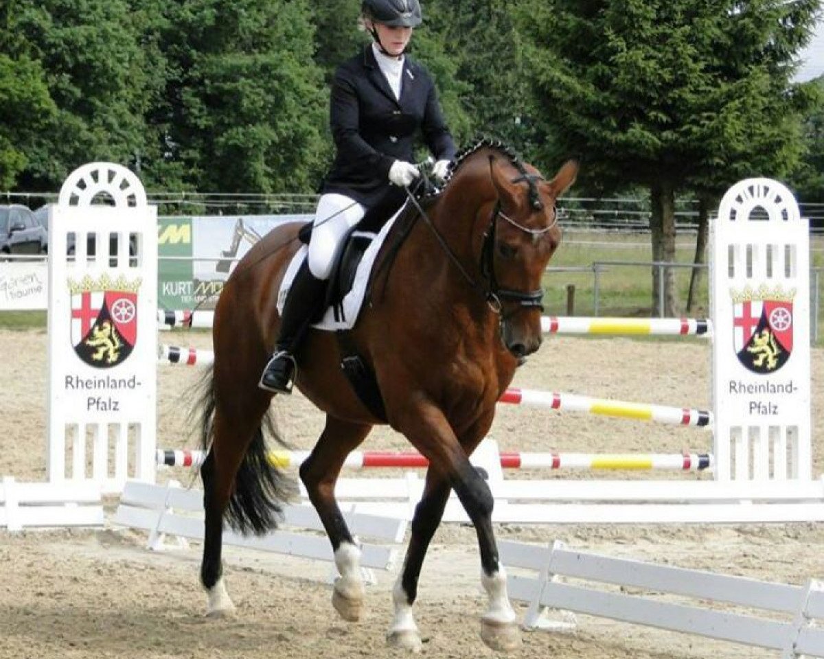 Dressurpferd Minz Fritz (Trakehner, 2008, von Heops)