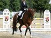 dressage horse Minz Fritz (Trakehner, 2008, from Heops)