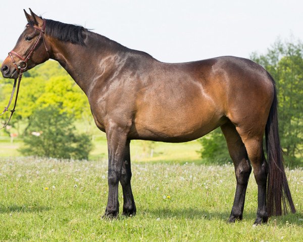 broodmare Seattle Grace (Oldenburg, 2009, from Sergio Rossi)