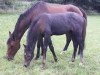 horse Kamille (Holsteiner, 1995, from Linaro)