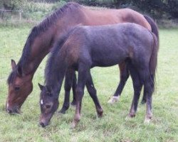 broodmare Kamille (Holsteiner, 1995, from Linaro)