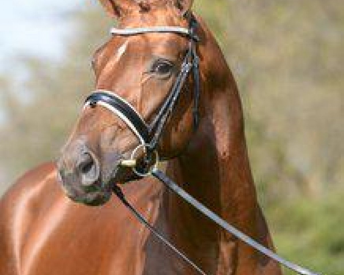 stallion Don Clemente (Oldenburg, 2011, from Don Schufro)