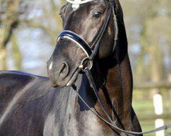 stallion Amandari (Hanoverian, 2010, from Ampère)
