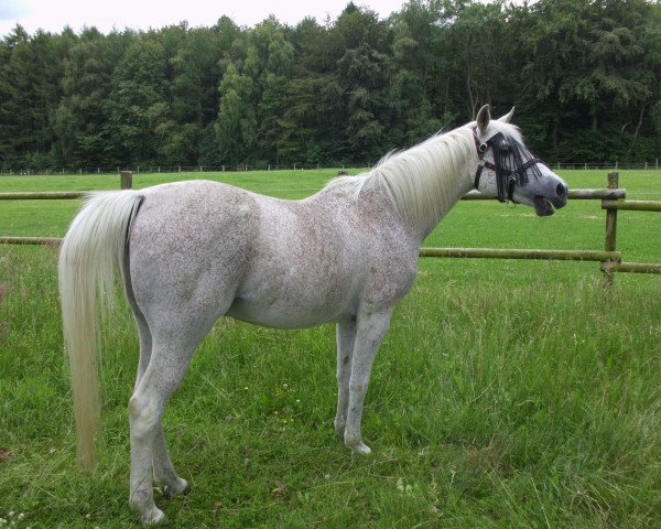 Pferd Garibaldi Amurath ox (Vollblutaraber, 1991, von Ghamaal ox)