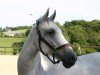 dressage horse Aramisz 2 (Lipizzaner, 2009, from Resuelto VI)