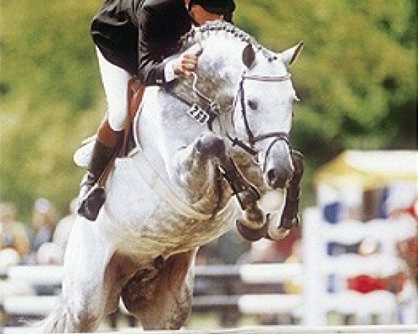 horse Corrado II (Holsteiner, 1992, from Cor de la Bryère)