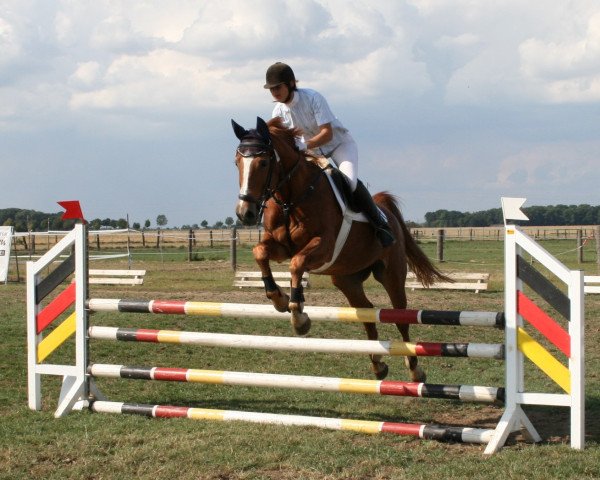 horse Colet (Saxony-Anhaltiner, 1996, from Cordellino)