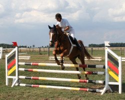 Pferd Colet (Sachsen-Anhaltiner, 1996, von Cordellino)