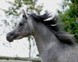 stallion EM Hamaal el Said (Arabian thoroughbred, 2009, from GR Faleeh EAO)