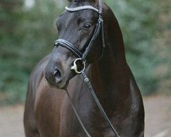 stallion Flawless 3 (Hanoverian, 2011, from Fürstenball)