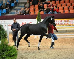 dressage horse Sunset Paradise (Hannoveraner, 2012, from Surprice)