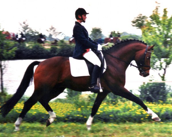 stallion Bugatti (German Riding Pony, 1988, from Brillant)