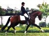 stallion Bugatti (German Riding Pony, 1988, from Brillant)