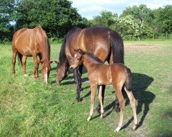 broodmare Annabell (Trakehner, 2014, from Mendelsohn)