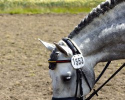 horse Festland P. (Pura Raza Espanola (PRE), 2007, from Impaciente)