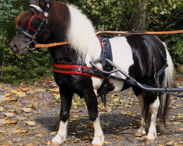 stallion Piet (Shetland Pony, 2003, from Putz)