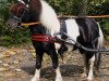 stallion Piet (Shetland Pony, 2003, from Putz)