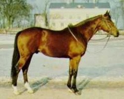 stallion Kew Gardens xx (Thoroughbred, 1971, from Quadrangle xx)