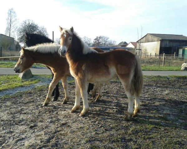 horse Sandor (Haflinger, 2014)