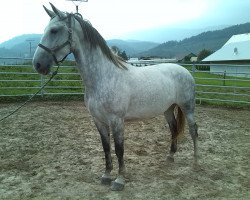 broodmare 4272 Conversano XIII-25 Sanny (Lipizzaner, 2008, from 42 Conversano XIII Toplica)