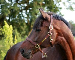 dressage horse Campino 244 (Hanoverian, 2002, from Carismo II 123 FIN)