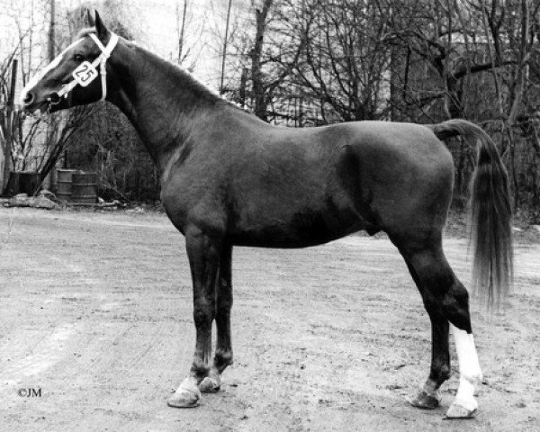 stallion Jolijt (KWPN (Royal Dutch Sporthorse), 1968, from Wachtmeester)