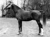 stallion Jolijt (KWPN (Royal Dutch Sporthorse), 1968, from Wachtmeester)