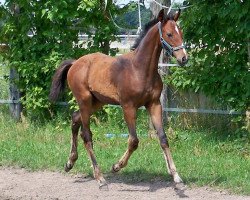 Springpferd Magic Moment (Deutsches Sportpferd, 2014, von Mighty Magic)