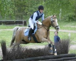 horse Limbra's Lord (Welsh Partbred, 1993, from Orchard Limb-Lopper)