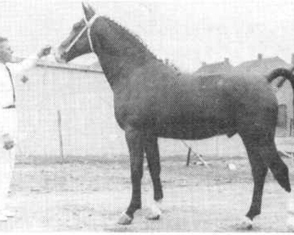 stallion Favoriet (Gelderland, 1964, from Victor)