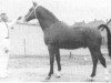 stallion Favoriet (Gelderland, 1964, from Victor)