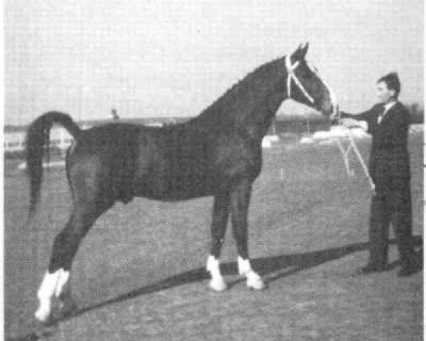 stallion Heros (Gelderland, 1966, from Victor)
