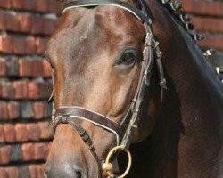 stallion Solist (Oldenburg, 2001, from Santander H)