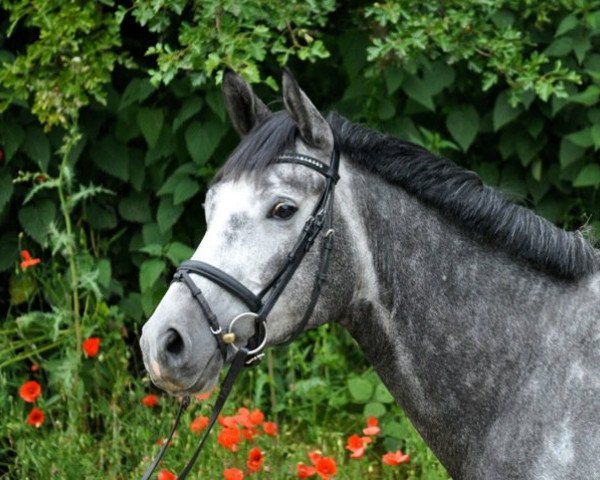 dressage horse Fabeau 2 (Trakehner, 2005, from Cadeau)