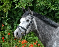 dressage horse Fabeau 2 (Trakehner, 2005, from Cadeau)