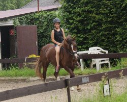 Zuchtstute Chadonny (Welsh Pony (Sek.B), 1994, von Gold'n Hamriks Calypso)