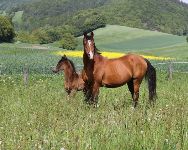 horse Goryna (Arabian thoroughbred, 2000, from Goryn ox)