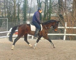 Pferd Heaven van de Hoeve (Belgisches Warmblut, 2007, von Argentinus)